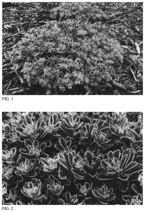 Figure 1 of US plant patent PP31767, the photograph of Boogie Woogie printed in the patent.