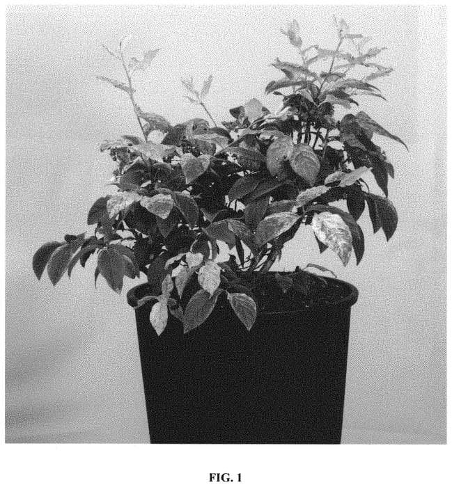 Figure 1 of US plant patent PP31768, the photograph of Hoogi045 printed in the patent.