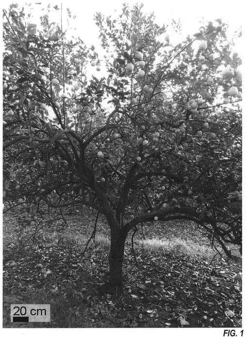 Figure 1 of US plant patent PP31769, the photograph of Glueck printed in the patent.