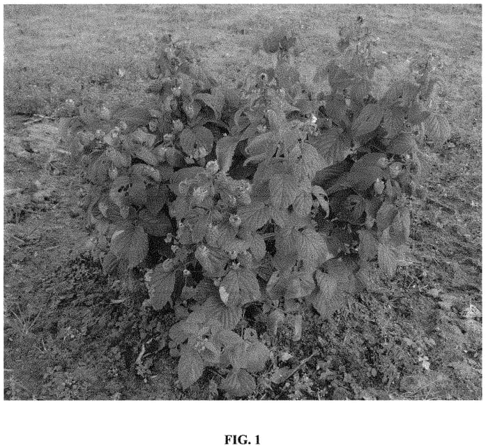 Figure 1 of US plant patent PP31770, the photograph of JdeBoer19 printed in the patent.