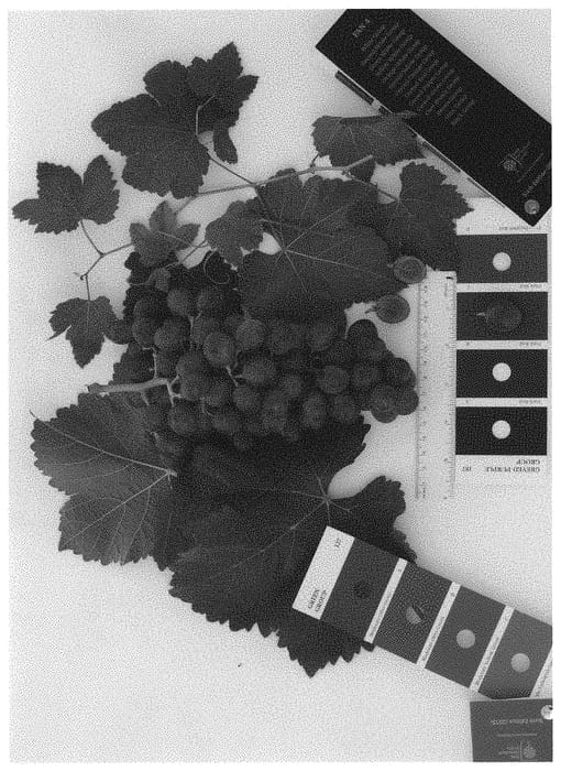 Figure 1 of US plant patent PP31771, the photograph of IFG Forty-one printed in the patent.