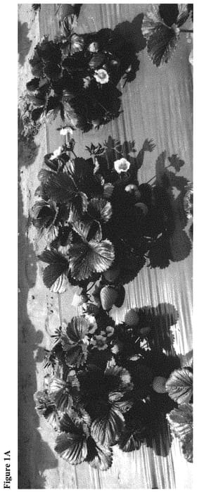 Figure 1 of US plant patent PP31772, the photograph of Omaha printed in the patent.
