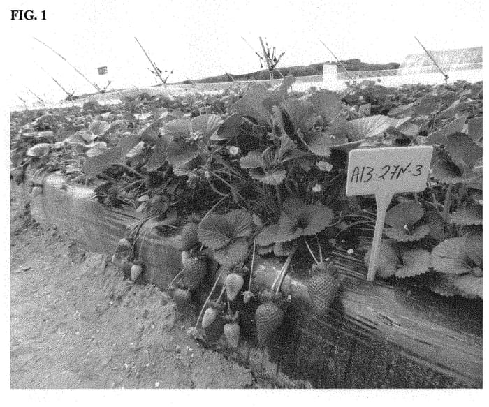 Figure 1 of US plant patent PP31773, the photograph of Rikas FNM printed in the patent.