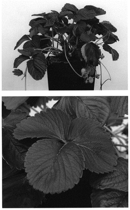 Figure 1 of US plant patent PP31774, the photograph of Limvalnera printed in the patent.