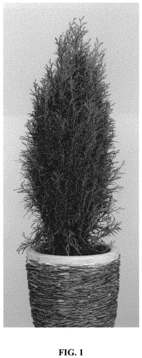 Figure 1 of US plant patent PP31775, the photograph of Thucavlo printed in the patent.
