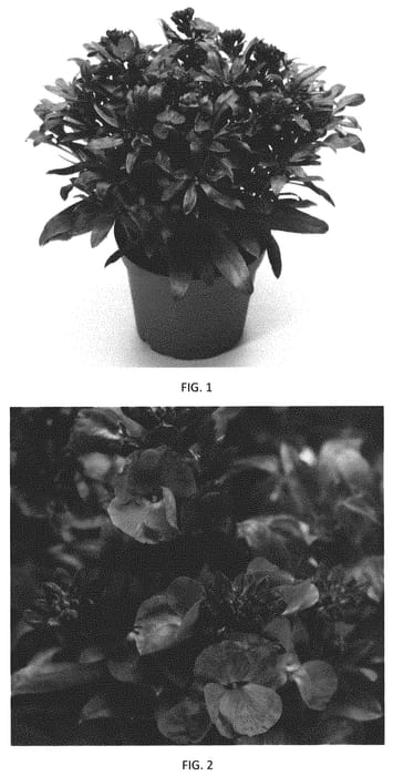 Figure 1 of US plant patent PP31776, the photograph of ERFZ0004 printed in the patent.