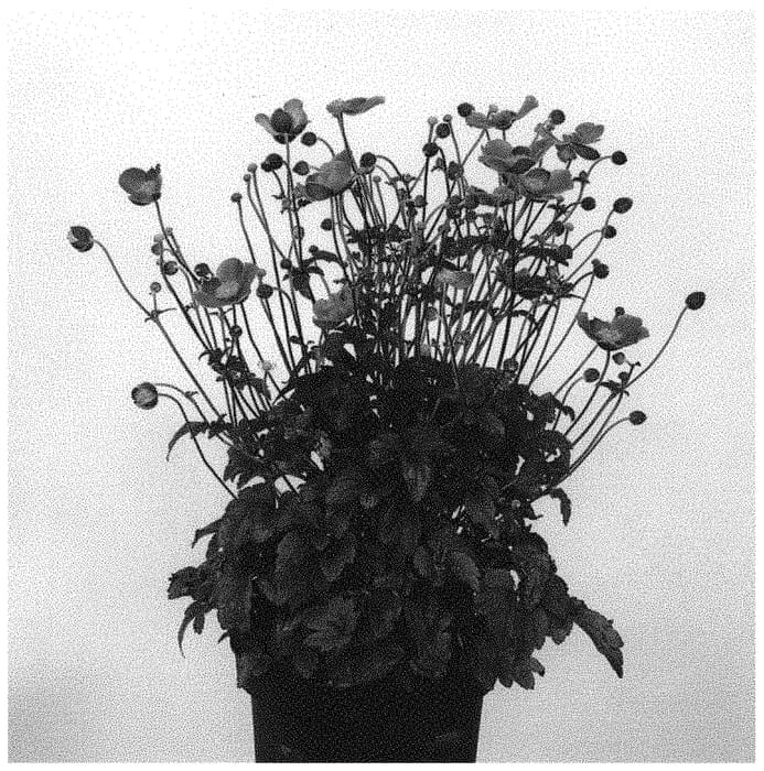 Figure 1 of US plant patent PP31777, the photograph of IFANFJ printed in the patent.