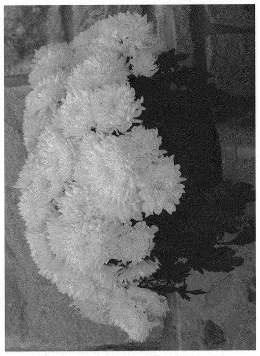 Figure 1 of US plant patent PP31778, the photograph of Dochrysbumb printed in the patent.