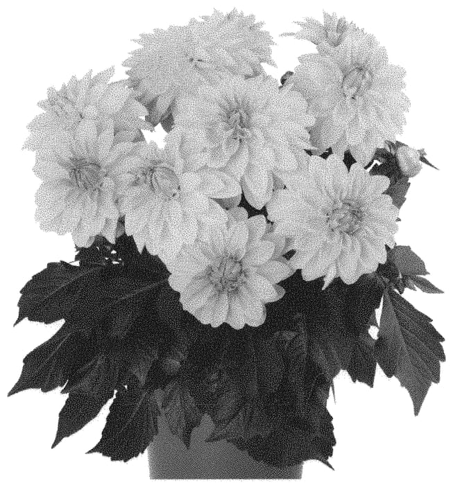 Figure 1 of US plant patent PP31779, the photograph of Dodahhypgol printed in the patent.