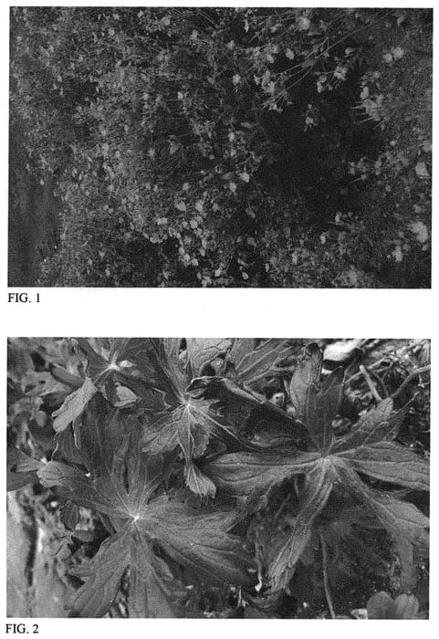 Figure 1 of US plant patent PP31780, the photograph of Crane Dance printed in the patent.