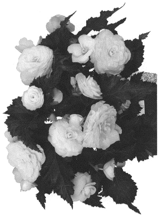 Figure 1 of US plant patent PP31781, the photograph of Dobegicpochamp printed in the patent.