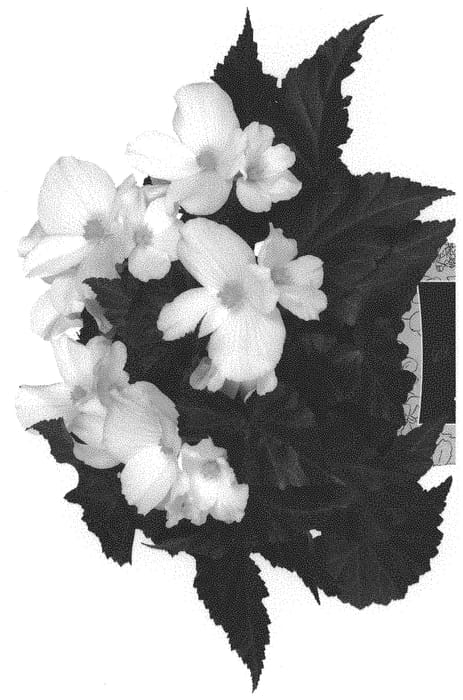 Figure 1 of US plant patent PP31782, the photograph of Dobegicupwhit 19 printed in the patent.