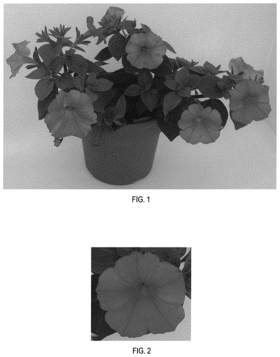 Figure 1 of US plant patent PP31783, the photograph of Balcushware printed in the patent.
