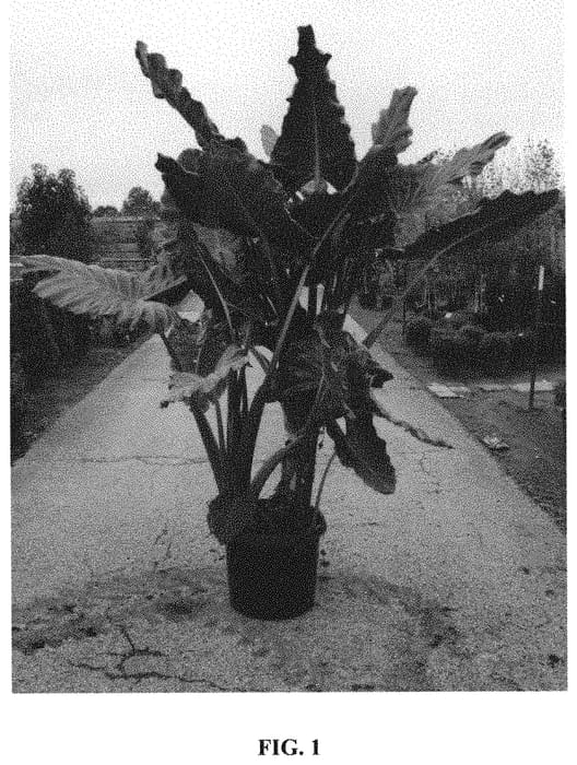 Figure 1 of US plant patent PP31784, the photograph of Kuching Mask printed in the patent.