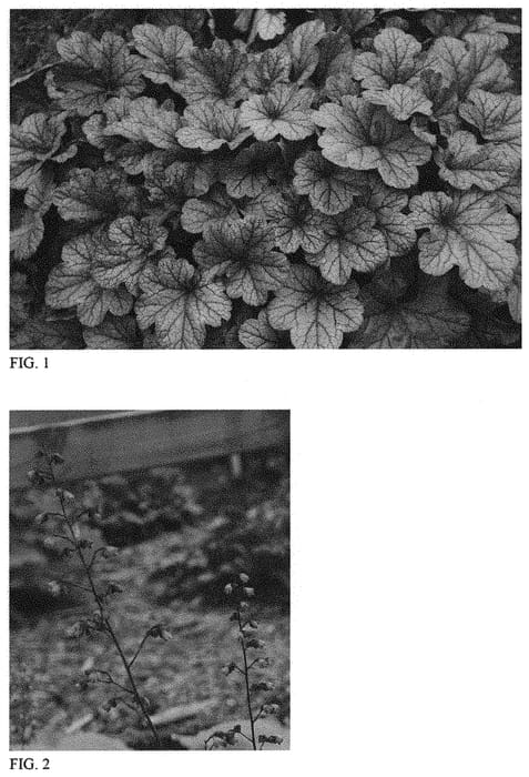 Figure 1 of US plant patent PP31785, the photograph of Smoke and Mirrors printed in the patent.