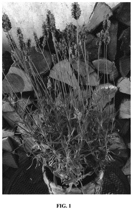 Figure 1 of US plant patent PP31786, the photograph of Tesseract printed in the patent.