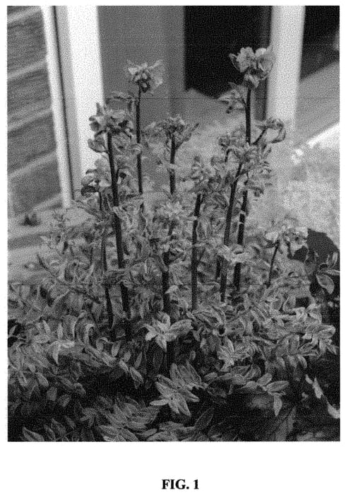 Figure 1 of US plant patent PP31787, the photograph of DUNKAL printed in the patent.