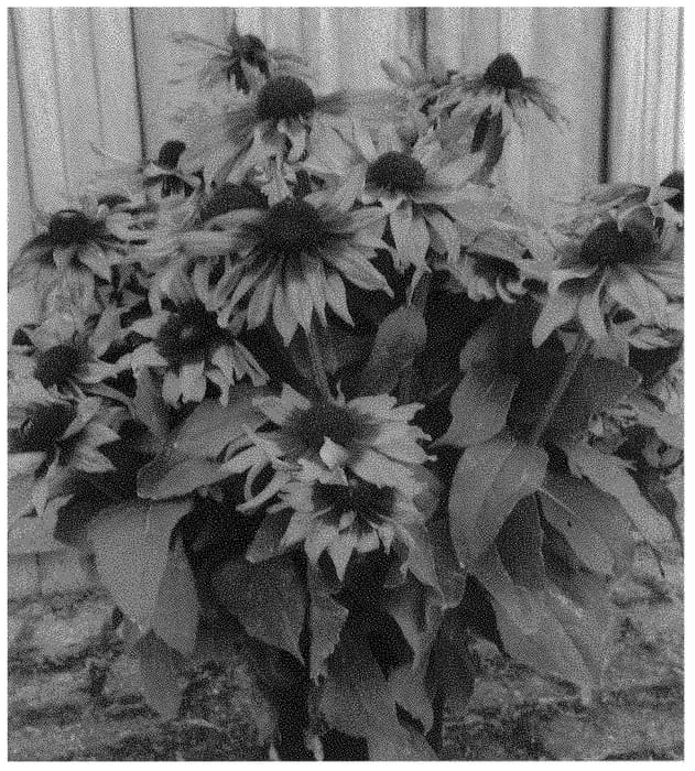 Figure 1 of US plant patent PP31788, the photograph of ET RDB 621 printed in the patent.