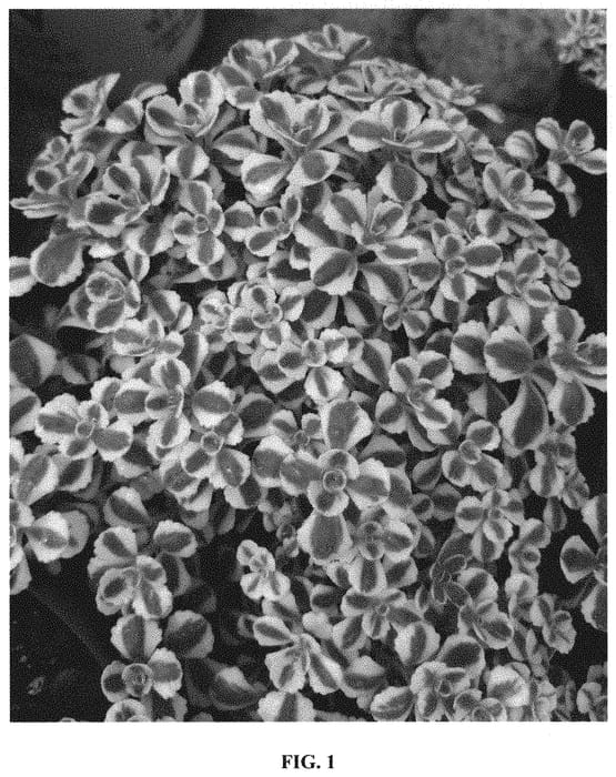 Figure 1 of US plant patent PP31789, the photograph of Spiraling Doozie printed in the patent.