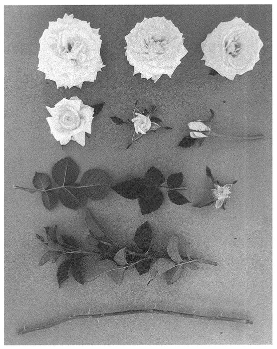 Figure 1 of US plant patent PP31790, the photograph of WEKchedowahor printed in the patent.