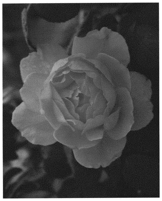 Figure 1 of US plant patent PP31791, the photograph of LIMformosa printed in the patent.