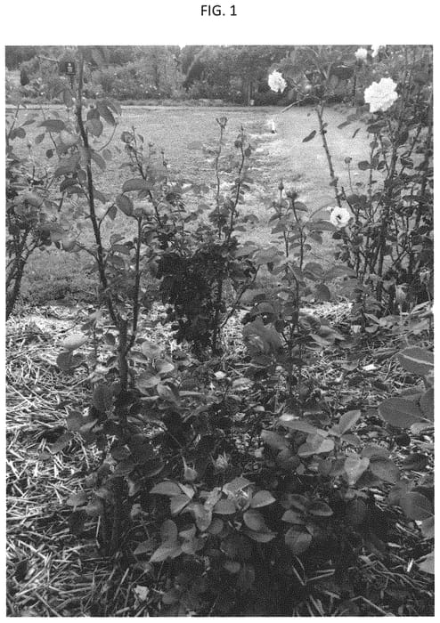 Figure 1 of US plant patent PP31792, the photograph of GRAosr printed in the patent.