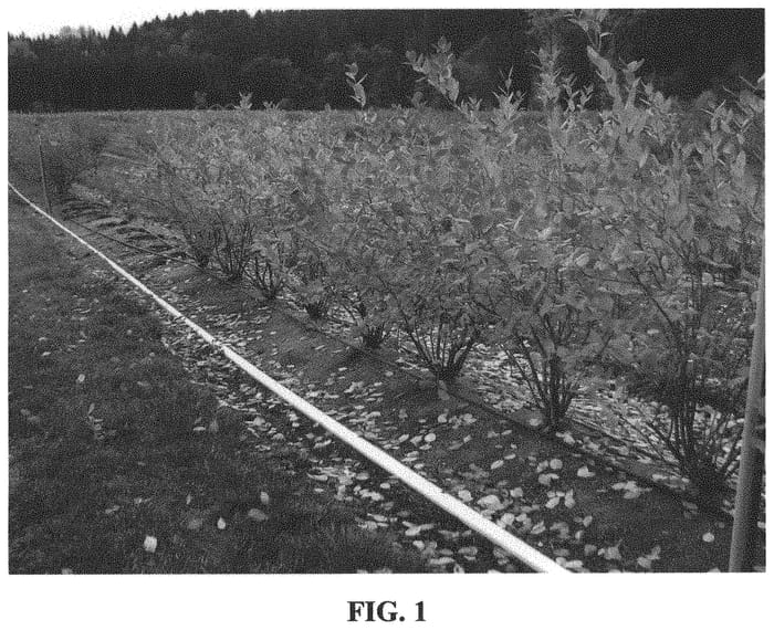 Figure 1 of US plant patent PP31793, the photograph of FC13-083 printed in the patent.