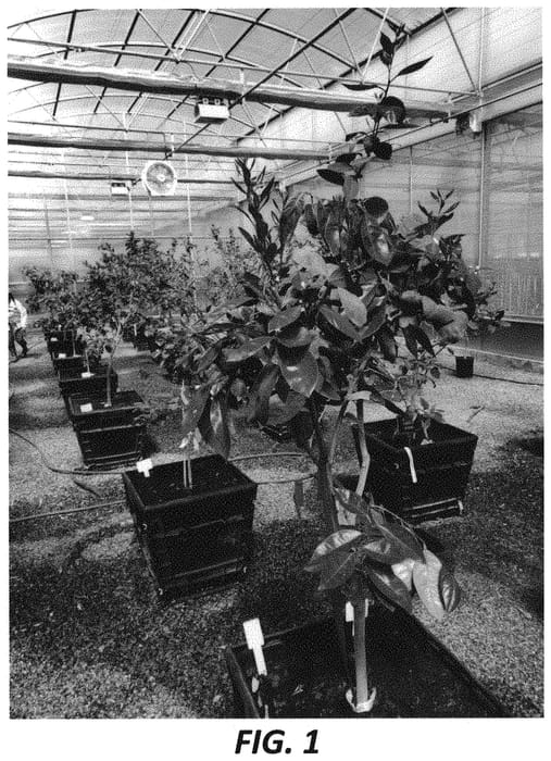 Figure 1 of US plant patent PP31794, the photograph of Ruby SL printed in the patent.