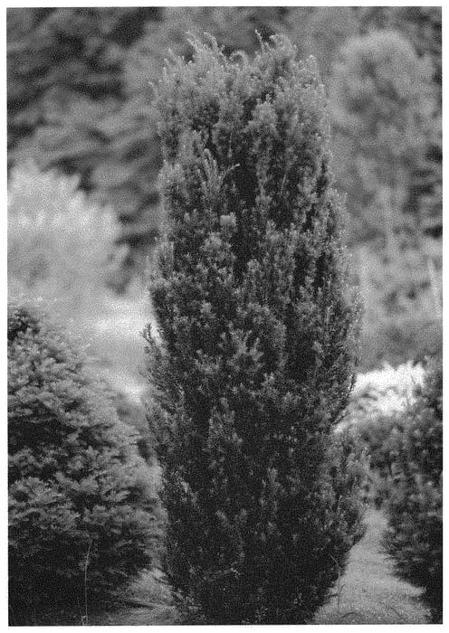 Figure 1 of US plant patent PP31795, the photograph of SMNTHDC printed in the patent.