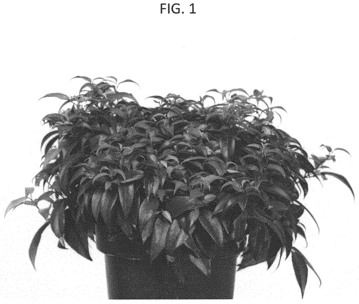 Figure 1 of US plant patent PP31796, the photograph of BLULE1801 printed in the patent.