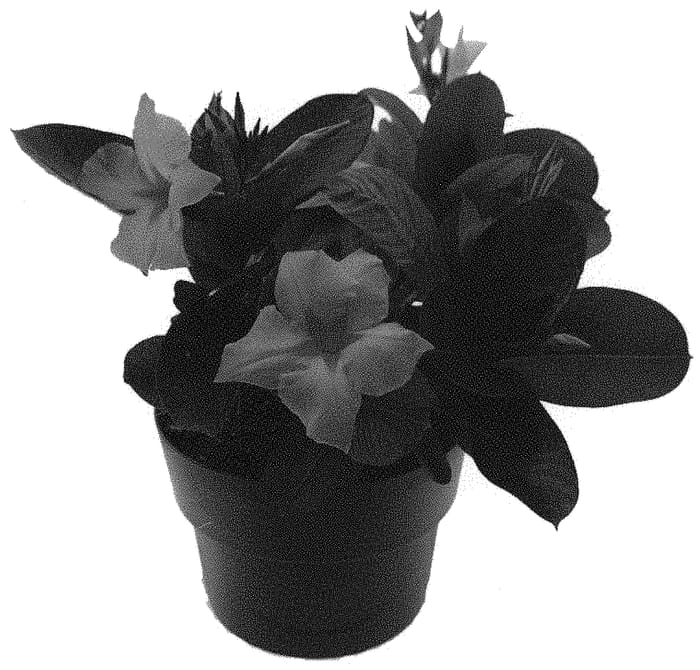 Figure 1 of US plant patent PP31797, the photograph of Lanmassachusetts printed in the patent.