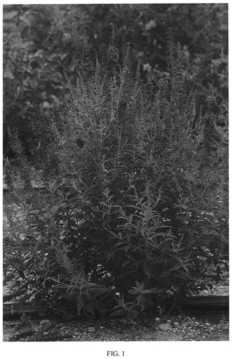 Figure 1 of US plant patent PP31798, the photograph of PODARASNGA2 printed in the patent.