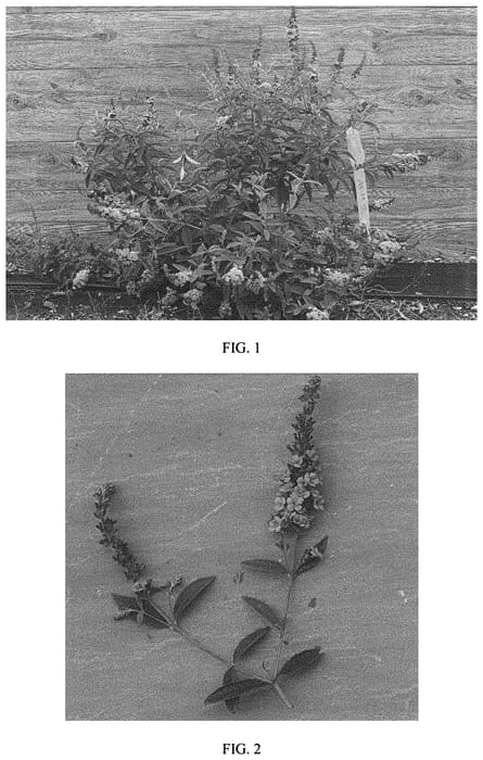 Figure 1 of US plant patent PP31799, the photograph of PODARASNGA3 printed in the patent.