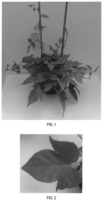 Figure 1 of US plant patent PP31800, the photograph of Balsotowlim printed in the patent.