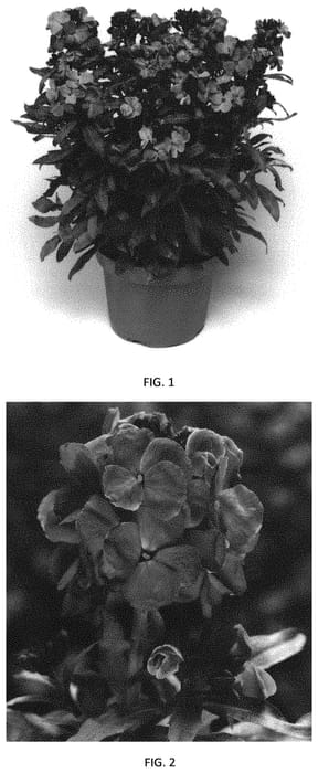 Figure 1 of US plant patent PP31801, the photograph of ERFZ0005 printed in the patent.