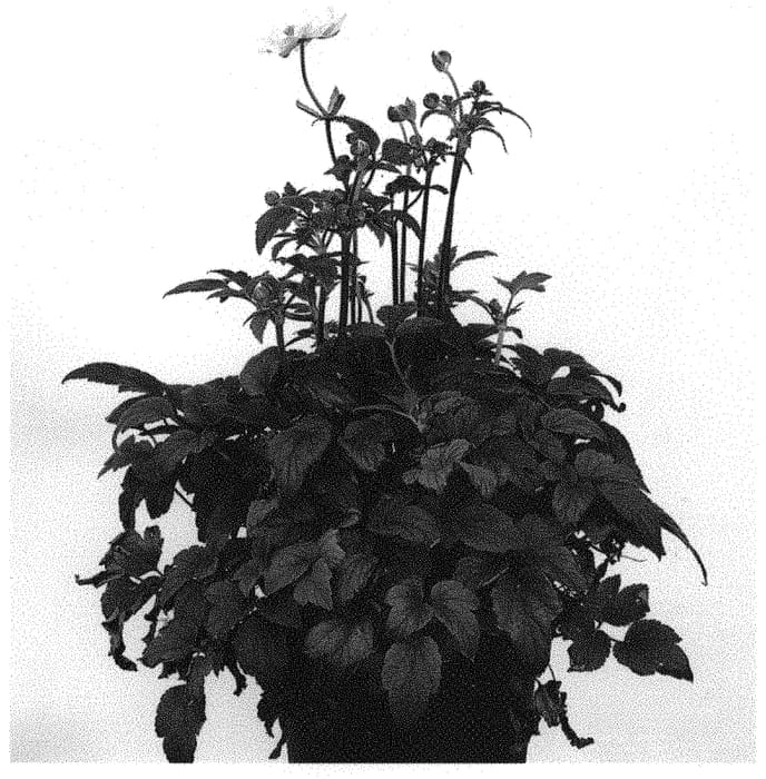 Figure 1 of US plant patent PP31802, the photograph of IFANSA printed in the patent.