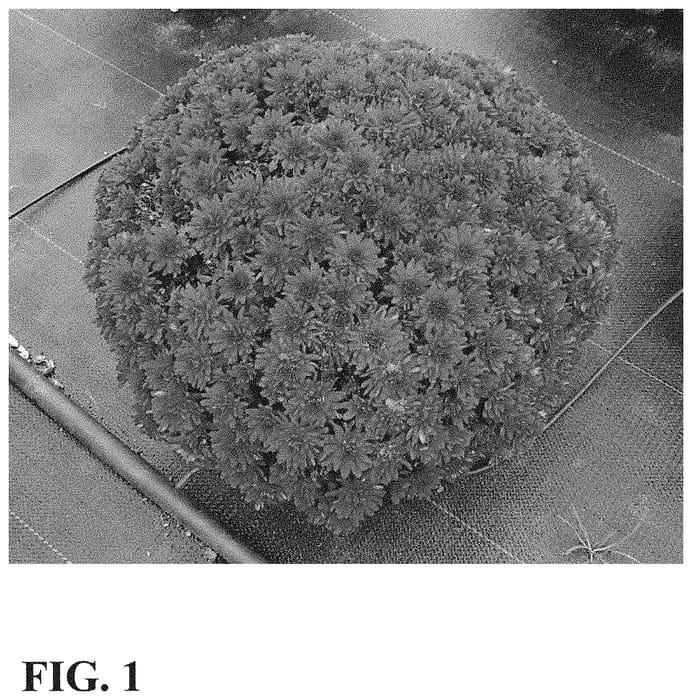 Figure 1 of US plant patent PP31803, the photograph of Zanmugrape Red printed in the patent.
