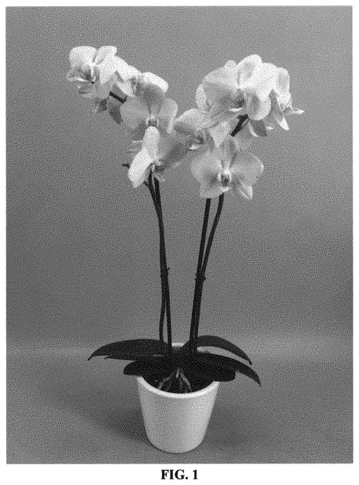 Figure 1 of US plant patent PP31804, the photograph of PHALGOBI printed in the patent.