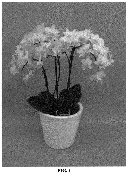 Figure 1 of US plant patent PP31805, the photograph of PHALGOPWIJ printed in the patent.