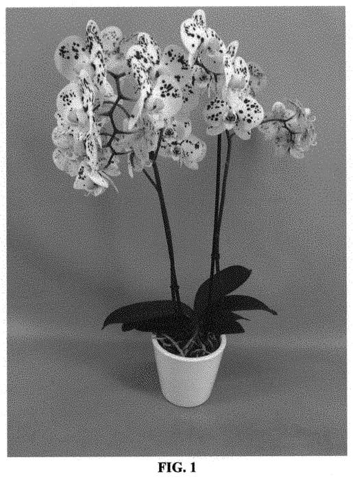 Figure 1 of US plant patent PP31806, the photograph of PHALGRYCHI printed in the patent.