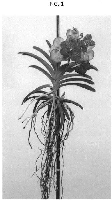 Figure 1 of US plant patent PP31807, the photograph of SPCDW1806 printed in the patent.