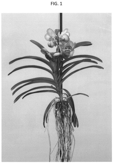 Figure 1 of US plant patent PP31808, the photograph of SPCDW1809 printed in the patent.