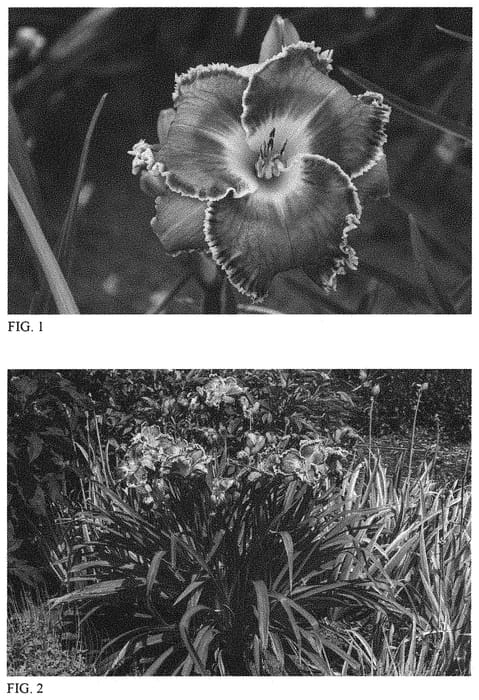 Figure 1 of US plant patent PP31809, the photograph of Raspberry Eclipse printed in the patent.