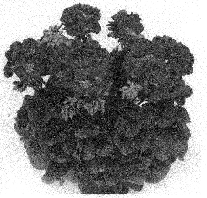 Figure 1 of US plant patent PP31810, the photograph of Swered printed in the patent.