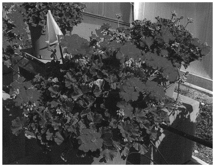 Figure 1 of US plant patent PP31812, the photograph of KLEPZ18547 printed in the patent.