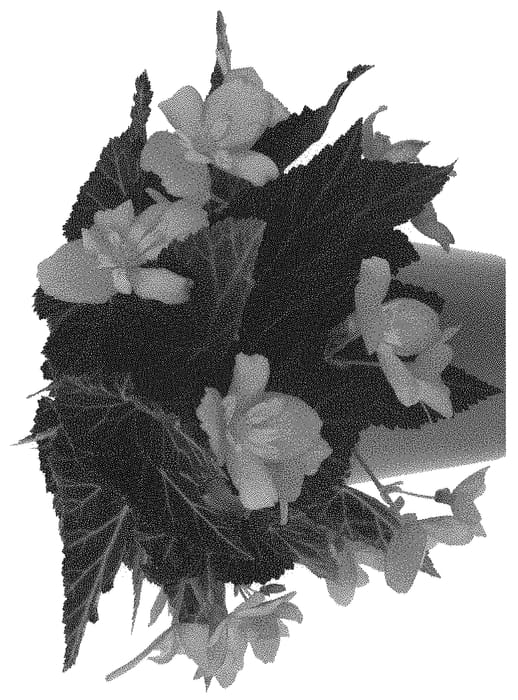 Figure 1 of US plant patent PP31813, the photograph of Dobegicspflipitul printed in the patent.