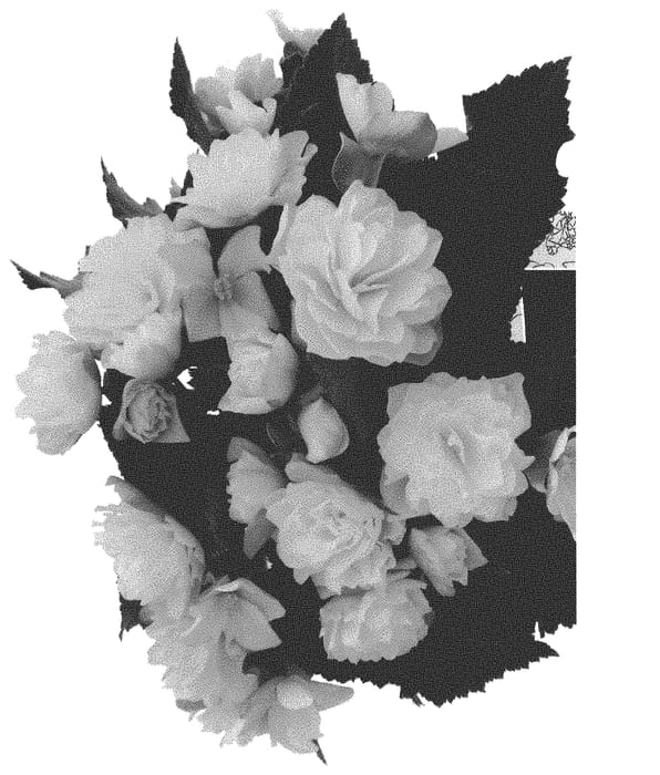 Figure 1 of US plant patent PP31814, the photograph of Dobegicpoyel printed in the patent.