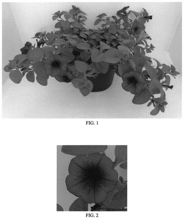 Figure 1 of US plant patent PP31815, the photograph of Balcushurp printed in the patent.