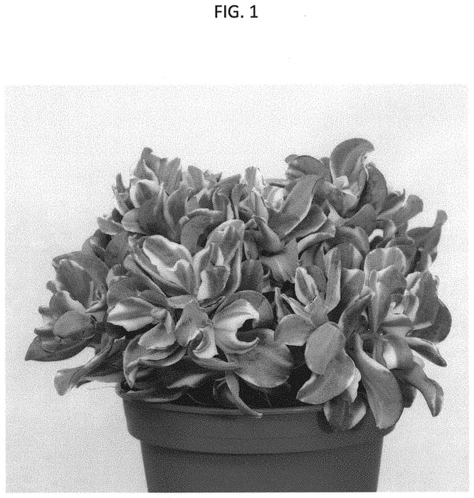 Figure 1 of US plant patent PP31816, the photograph of OVWOODS01 printed in the patent.