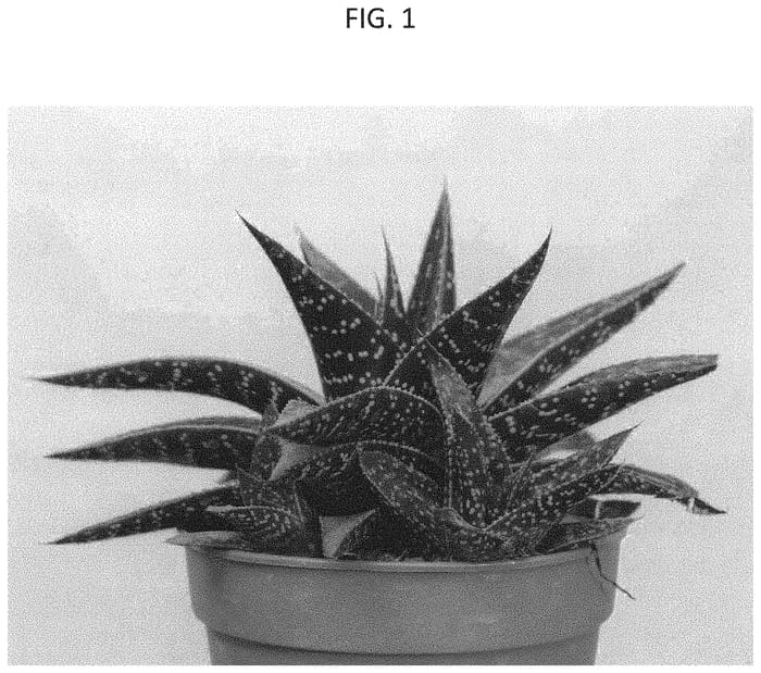 Figure 1 of US plant patent PP31817, the photograph of AMIHAW1616 printed in the patent.